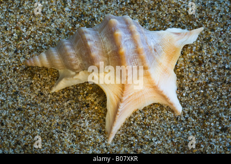 Pelican's foot shell Stock Photo - Alamy