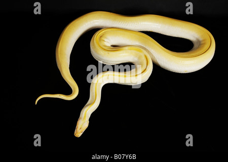 Albino Python coiling on the floor Stock Photo