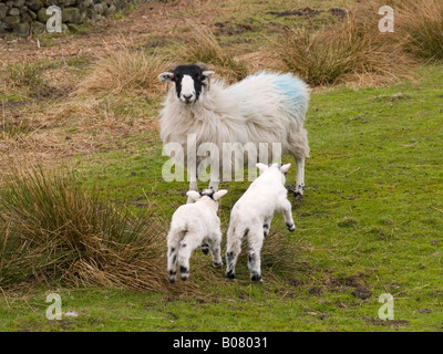 Two young black faced lambs running for safety towards their mother on the North Yorkshire Moors England UK Stock Photo