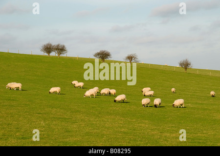 Sheep in a field near Tring, Hertfordshire, England, UK