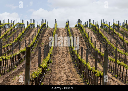 Rows of trellised grapevines in a Napa California vineyard Stock Photo