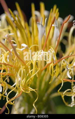 HEDYCHIUM ELLIPTICUM GINGER LILY Stock Photo