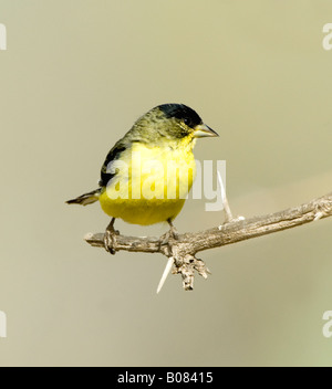 Lesser Goldfinch Carduelis psaltria Arizona USA Stock Photo