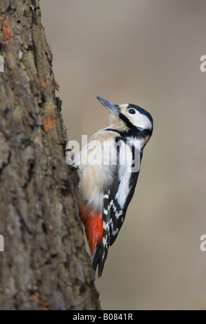 Female Great Spotted Woodpecker (Dendrocopos major) climbing tree Stock Photo