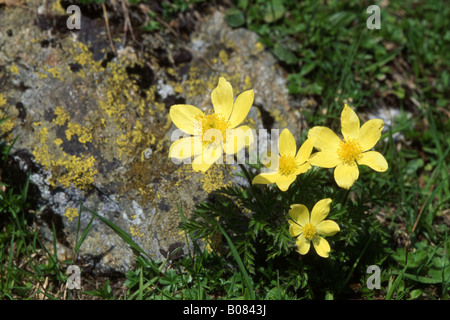Alpine Pasqueflower (Pulsatilla alpina ssp apiifolia), flowering Stock Photo