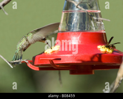 Anna s Hummingbird (Calypte anna) in flight with bee on feeder, Arizona, USA Stock Photo