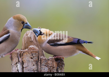 Male Hawfinch (Coccothraustes coccothraustes) offering food to female in courtship ritual Stock Photo
