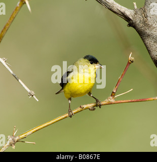 Lesser Goldfinch Carduelis psaltria Stock Photo