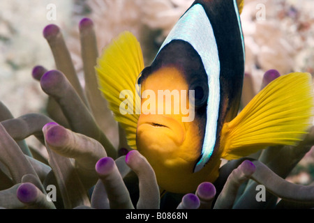 A Sebae Anemonefish or Clownfish, also known as a Northern Indian Damselfish. Stock Photo