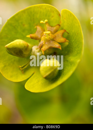 Euphorbia flower detail Stock Photo