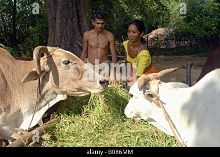 Tribal Couple feeding Bull. Stock Photo