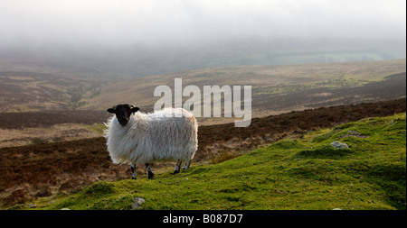 Lone sheep on Exmoor moorland captured beneath approaching sea fog Devon England Stock Photo