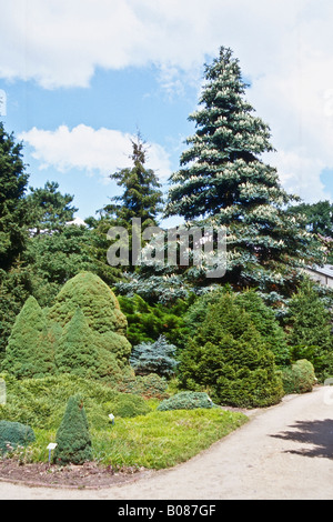 Conifers in the Arboretum Ellerhoop Stock Photo