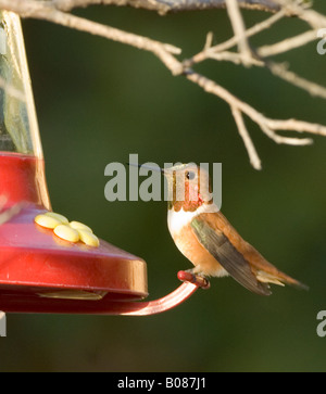 Broad tailed hummingbird Selasphorus platycercus Stock Photo
