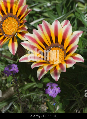 Prairie zinnia Zinnia grandiflora Asteraceae Stock Photo