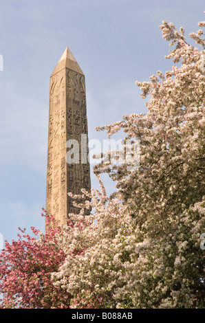 Cleopatra's Needle in Central Park, NY surrounded by blossoming trees in the Spring Stock Photo