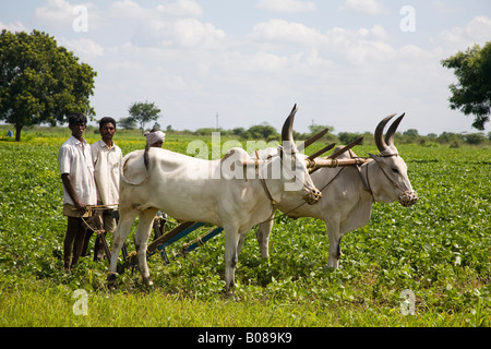 Two oxen and farmers ploughing a field, Tamil Nadu, India Stock Photo