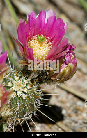 Hedgehog Cactus Echinocereus fendleri var fasciculatus Stock Photo