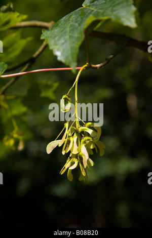 Seeds of a Sycamore Tree in Etherow Country Park at Compstall near Stockport Stock Photo