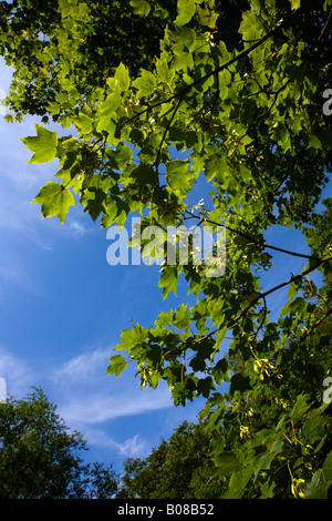 Sycomore Tree Germany Sycamore maple (Acer pseudoplatanus), view through the hollow trunk ...