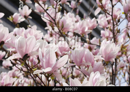 Blooming magnolia tree in the city Stock Photo