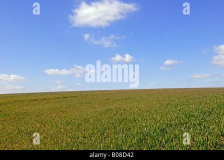 Wheat being grown on a large farm in Felixstowe, Suffolk, UK. Stock Photo