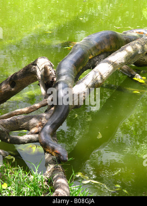 Green anaconda (Eunectes murinus) Stock Photo