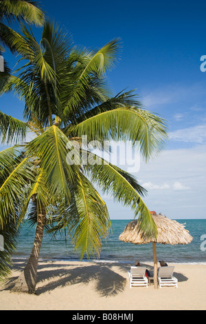 Thatched palapas, palm tree and lounge chairs on beach, looking out to Caribbean Sea,Jaguar Reef Lodge, Hopkins Stock Photo