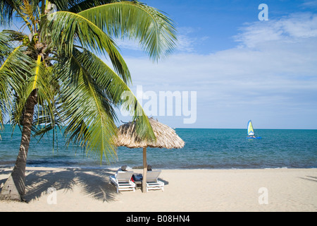 Thatched palapas, palm tree and lounge chairs on beach, looking out to Caribbean Sea,Jaguar Reef Lodge, Hopkins Stock Photo