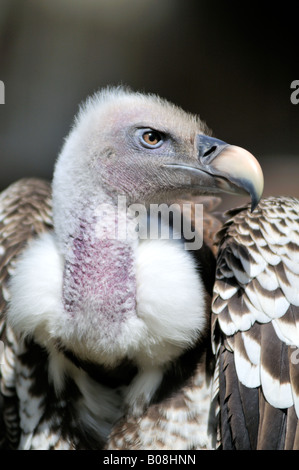 Ruppell's Griffon Vulture Gyps rueppelli Stock Photo