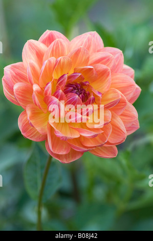 DAHLIA PAM HOWDEN Stock Photo