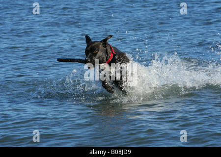 Dog jumping through water and carrying a stick in her mouth. Stock Photo