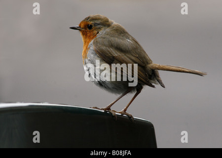 male robin sat on chair Erithacus rubecula Stock Photo