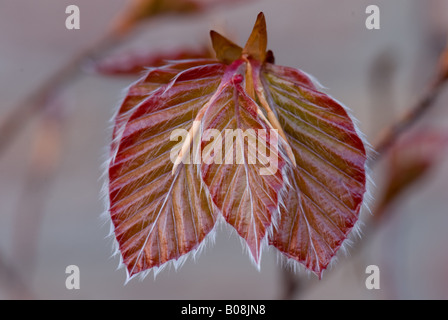 newly emerging young copper beech leaves Stock Photo