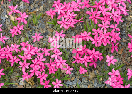 Rhodohypoxis baurii Tetra Red Stock Photo