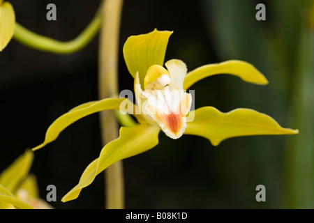 Cymbidium lowianum, greenhouse grown orchid. Stock Photo