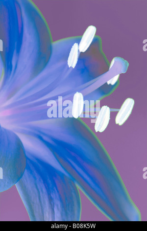 A digitally altered close up image of a single flowering Lilly Stock