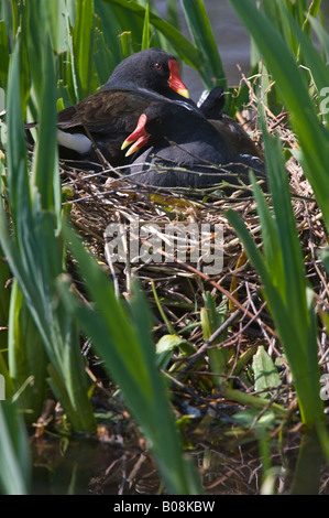 Common Moorhen (Gallinula chloropus) pair sitting on nest Martin Mere Wildfowl and Wetlands Trust Burscough Lancashire UK April Stock Photo