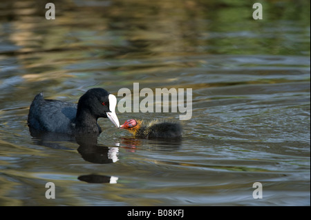 Eurasian Coot Fulica atra feeding young Martin Mere Wildfowl and Wetlands Trust Burscough Lancashire UK April Stock Photo