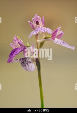 Hybrid Pink Butterfly Orchid x Green winged Orchid Anacamptis papilionacea x morio Stock Photo