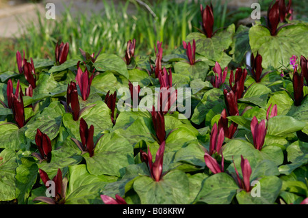 TRILLIUM SESSILE RUBRUM Stock Photo