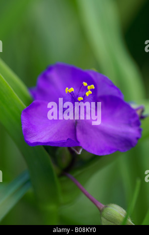 TRADESCANTIA ANDERSONIANA GROUP PUREWELL GIANT Stock Photo