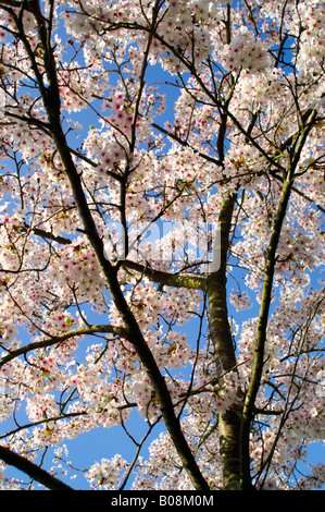 PRUNUS X YEDOENSIS YOSHINO CHERRY Stock Photo