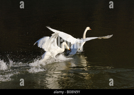 Mute Swan (Cygnus olor) chasing away its rival Stock Photo