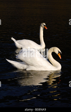 Pair of Mute Swans (Cygnus olor) Stock Photo