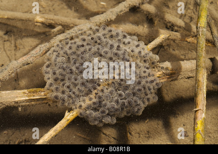 Italian Agile Frog (Rana latastei), spawn clump, Switzerland, Ticino Stock Photo