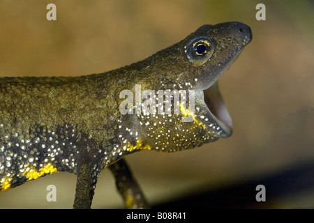 photo of female Northern Crested newt against a white background Stock ...