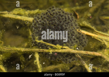 Italian Agile Frog (Rana latastei), eggs, Switzerland, Ticino Stock Photo