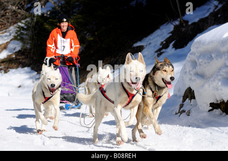 Dogsled, dog sled race in Valais, Switzerland Stock Photo