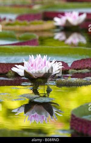 Giant Water Lily Amzon Water Lily Victoria Amazonica Victoria Regia giant-water-lily-amzon-water-lily-victoria-amazonica-victoria-regia